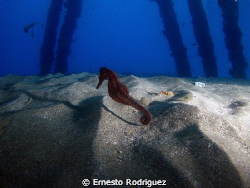 seahorse at crashboat by Ernesto Rodriguez 